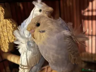 Budgerigars birds Stunning RARE Hagoromo/ Helicopter budgies - Advert 4