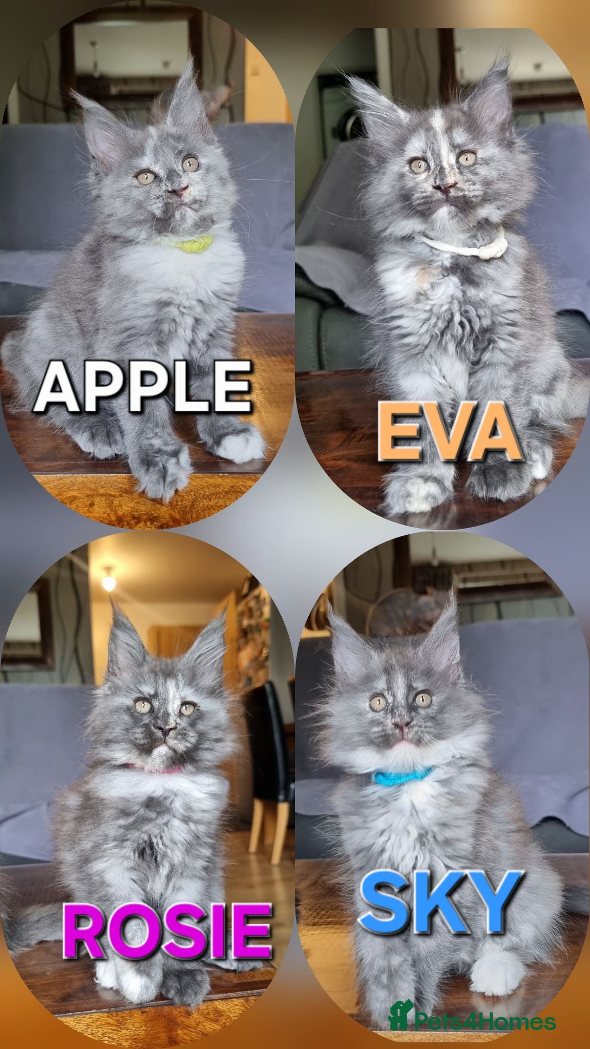 Maine Coon cats Amazing XXL ACTIVE TICA REGISTER READY NOW! - Advert 1