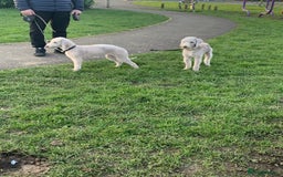 Bedlington Terrier dogs for stud: Beautiful boy for stud in Darlington - Image 2