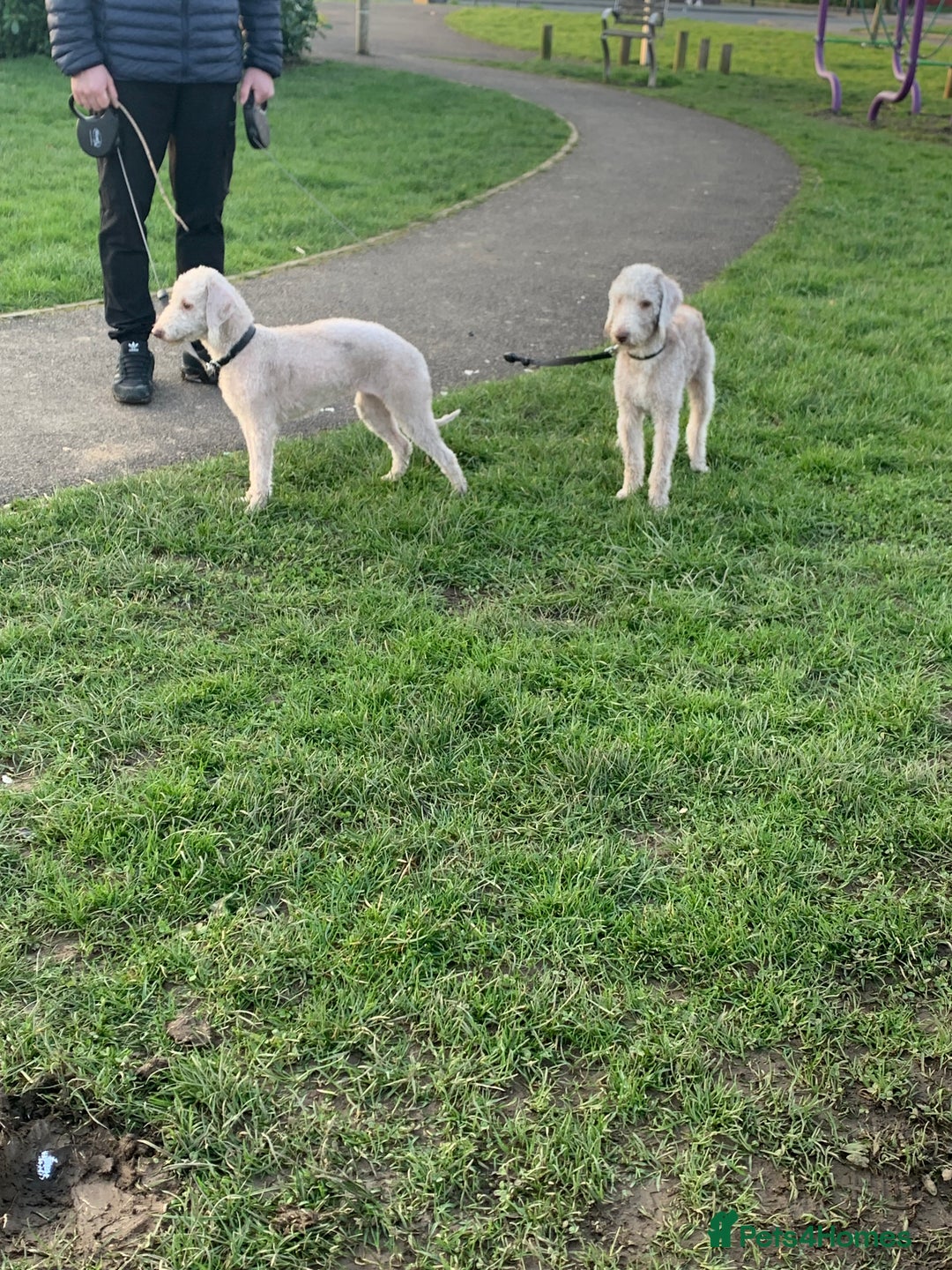 Bedlington Terrier dogs for stud: Beautiful boy for stud in Darlington - Image 2