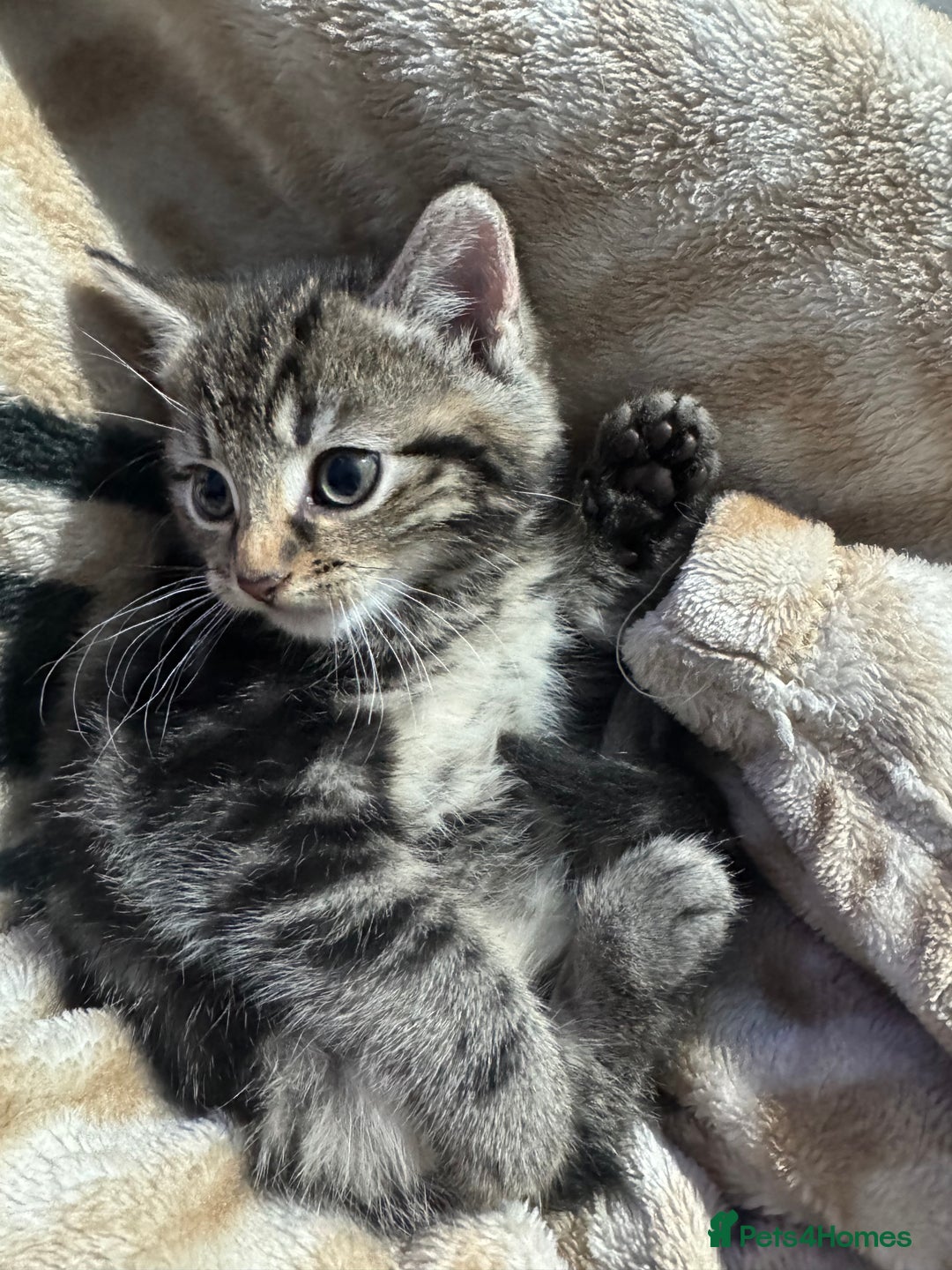 Mixed Breed cats for sale: Ginger and tabby kitten - Advert 6