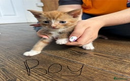 Mixed Breed cats for sale: Mixed breed ginger kittens - Image 4