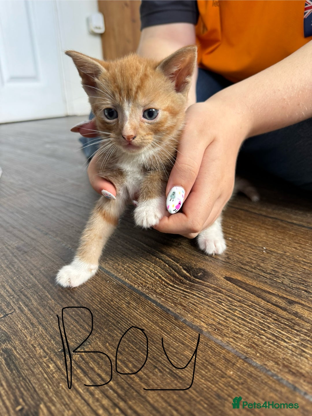 Mixed Breed cats for sale: Mixed breed ginger kittens - Image 4