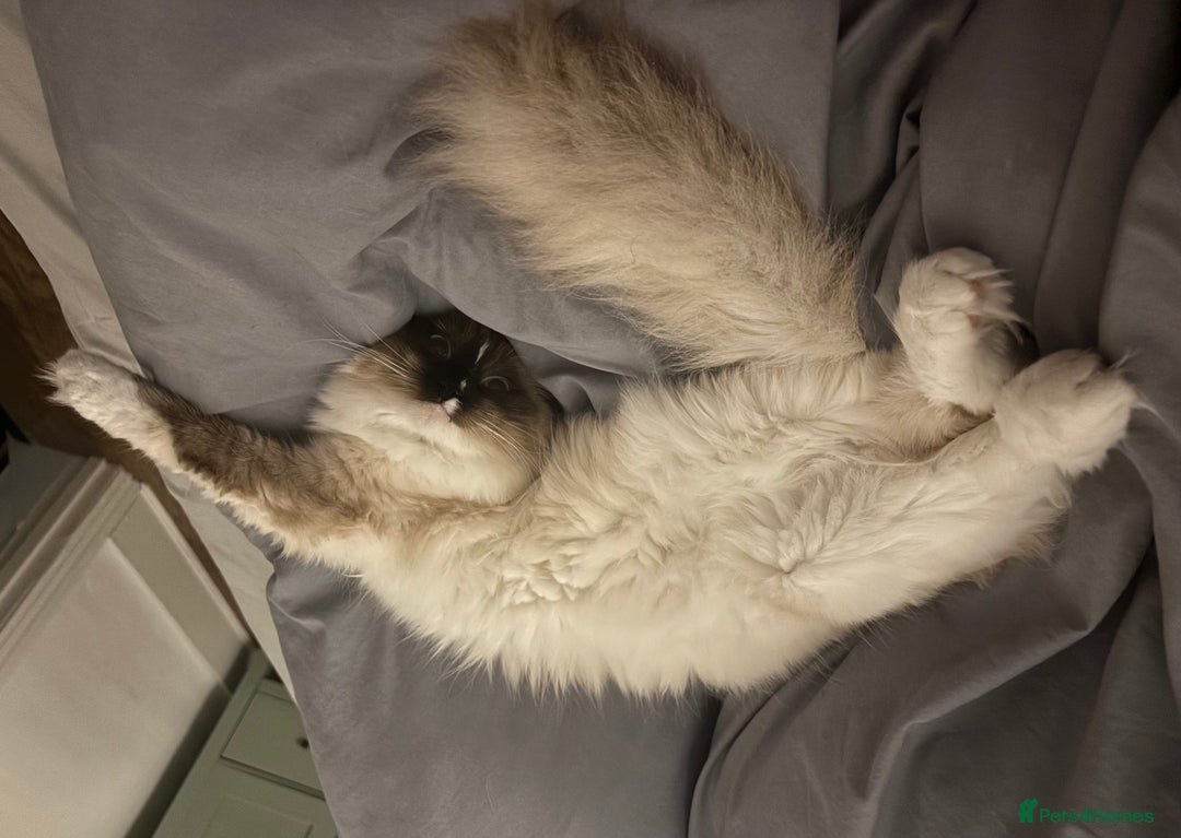 Ragdoll cats for sale: Beautiful 9-Month-Old Indoor Ragdoll - Advert 4
