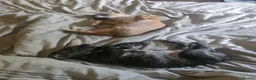 Mixed Breed dogs for sale: Pocket bully cross presa canario in Blackburn - Advert 8