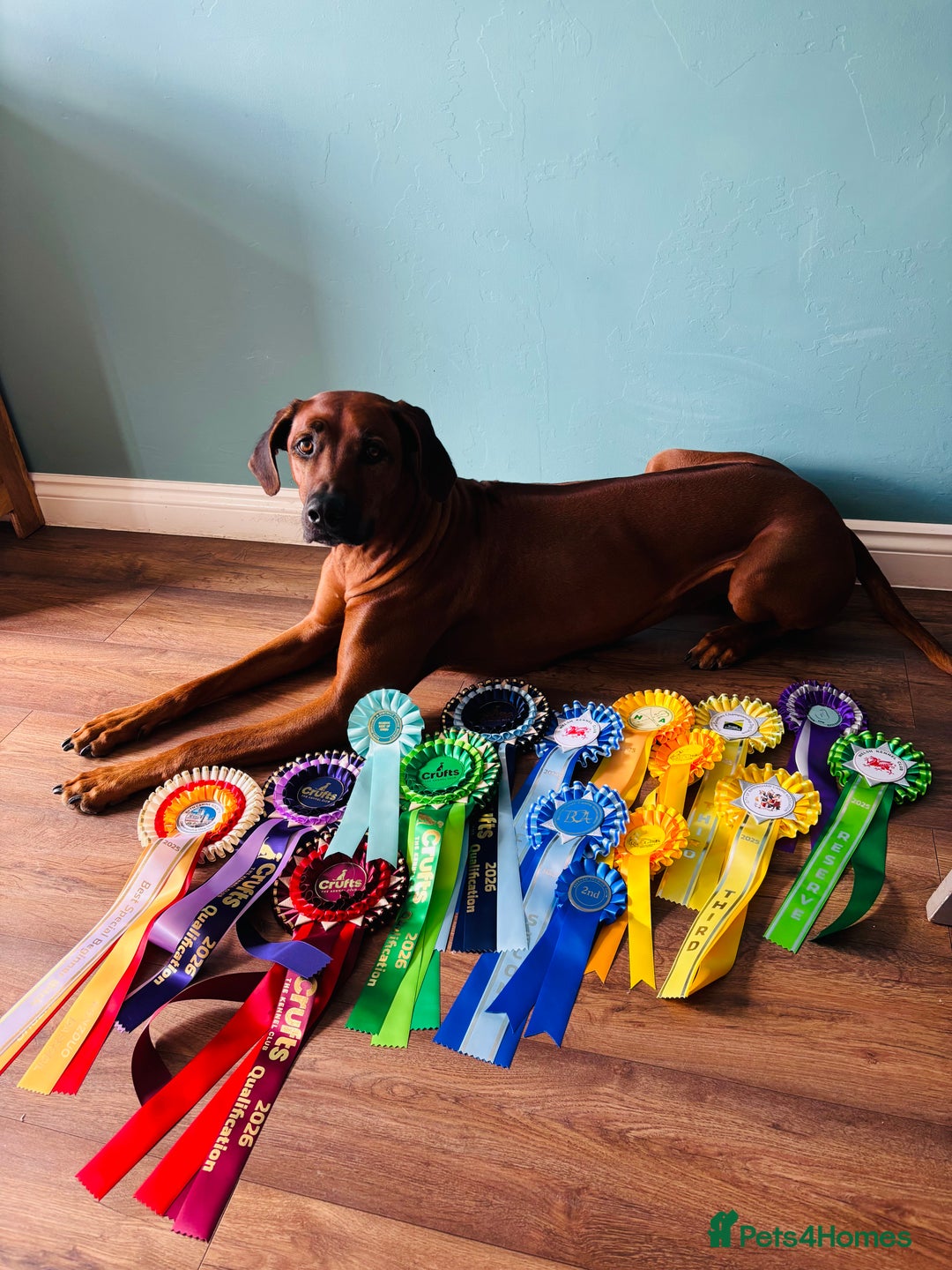 Rhodesian Ridgeback dogs for sale: Nyasharose ridgebacks  - Advert 3