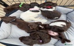 Mixed Breed dogs for sale: Beautiful cockapooXspringer puppies - Image 2