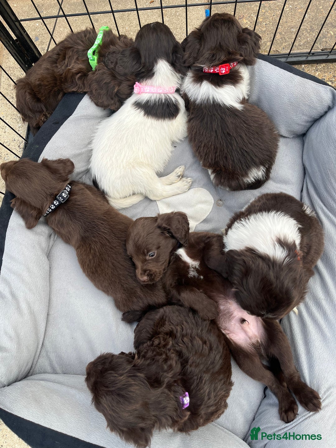 Mixed Breed dogs for sale: Beautiful cockapooXspringer puppies - Image 2