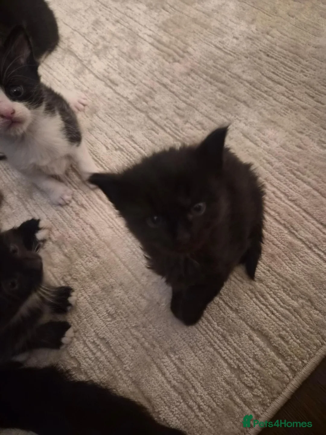 British Shorthair cats for sale: 5 beautiful female kittens  - Advert 2