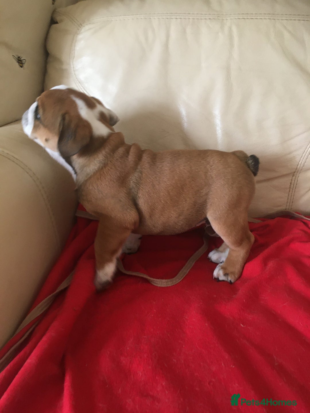 English Bulldog dogs for sale: Nine stunning bulldogs - Image 6