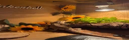 Bearded Dragon reptiles for sale: Beared dragon  in Preston - Advert 3