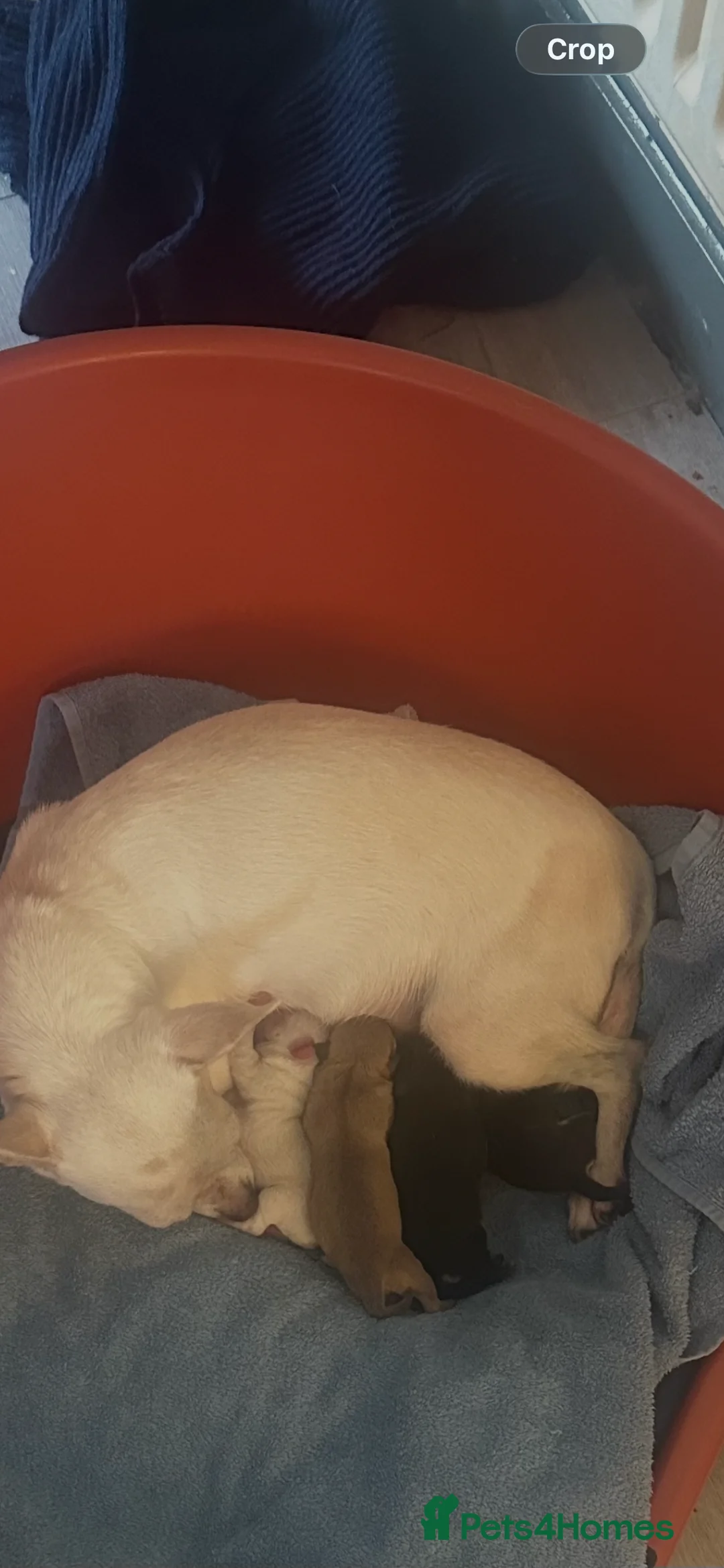 Chihuahua dogs for sale: Beautiful chihuahua puppies different colors  in Liverpool - Advert 2