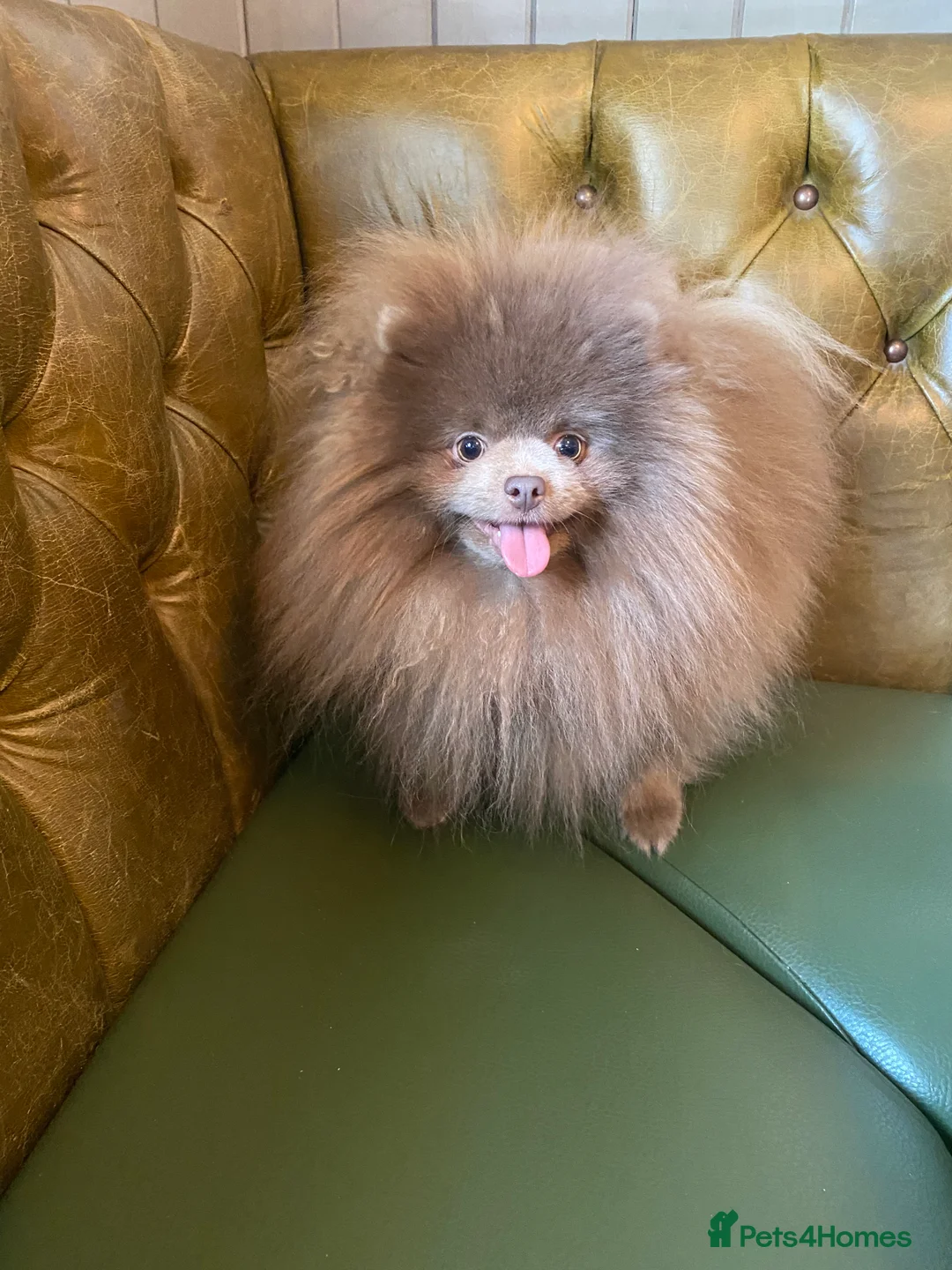 Pomeranian dogs for stud: 🏆 LOTS of champion lines, tiny teddy bear 🧸 in Leeds - Advert 23