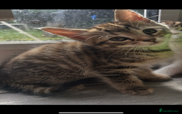 Mixed Breed cats for sale: Kittens  - Image 8