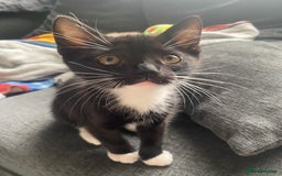 Mixed Breed cats for sale: Last kitten available 💙💙💙 - Image 4