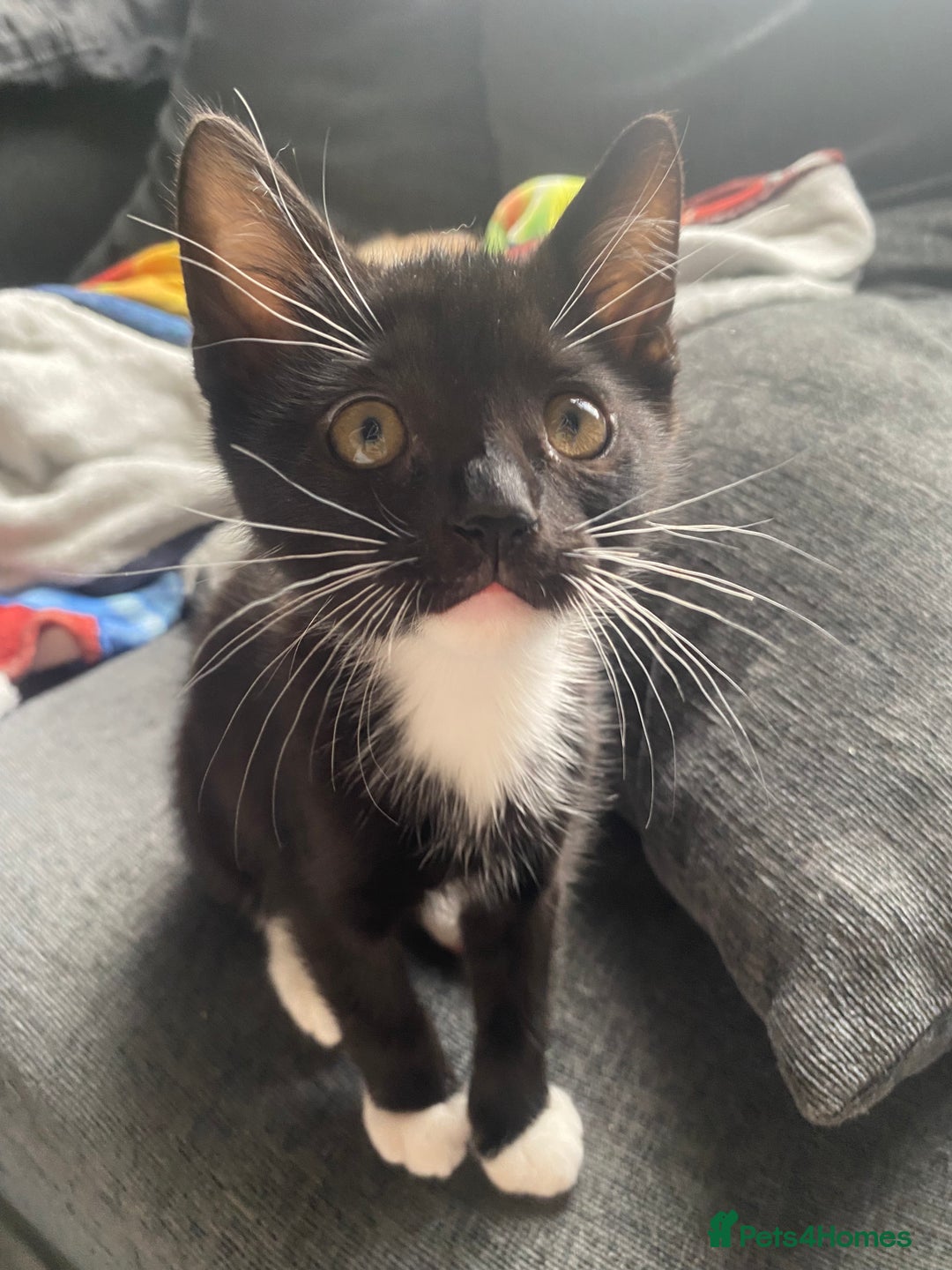 Mixed Breed cats for sale: Last kitten available 💙💙💙 - Image 4