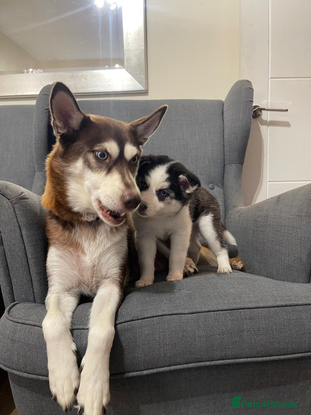 Mixed Breed dogs for sale: MIRO❤️ - Image 10