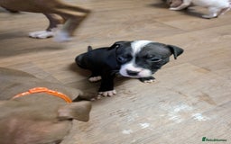 Mixed Breed dogs for sale: Beautiful American bulldog x staffie puppies  - Image 6
