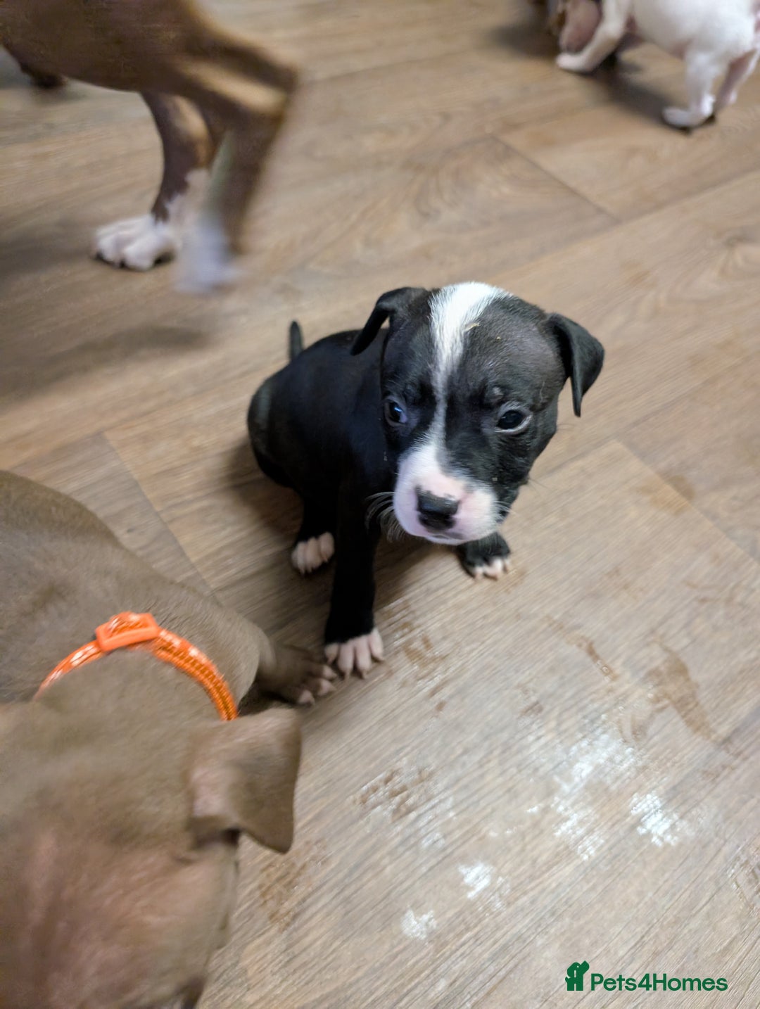 Mixed Breed dogs for sale: Beautiful American bulldog x staffie puppies  - Image 6
