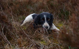 English Springer Spaniel dogs for sale: English Springer Spaniel dogs - Image 6