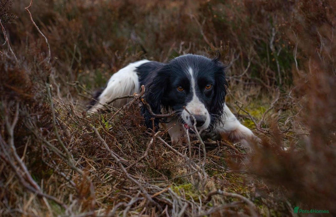 English Springer Spaniel dogs for sale: English Springer Spaniel dogs - Image 6