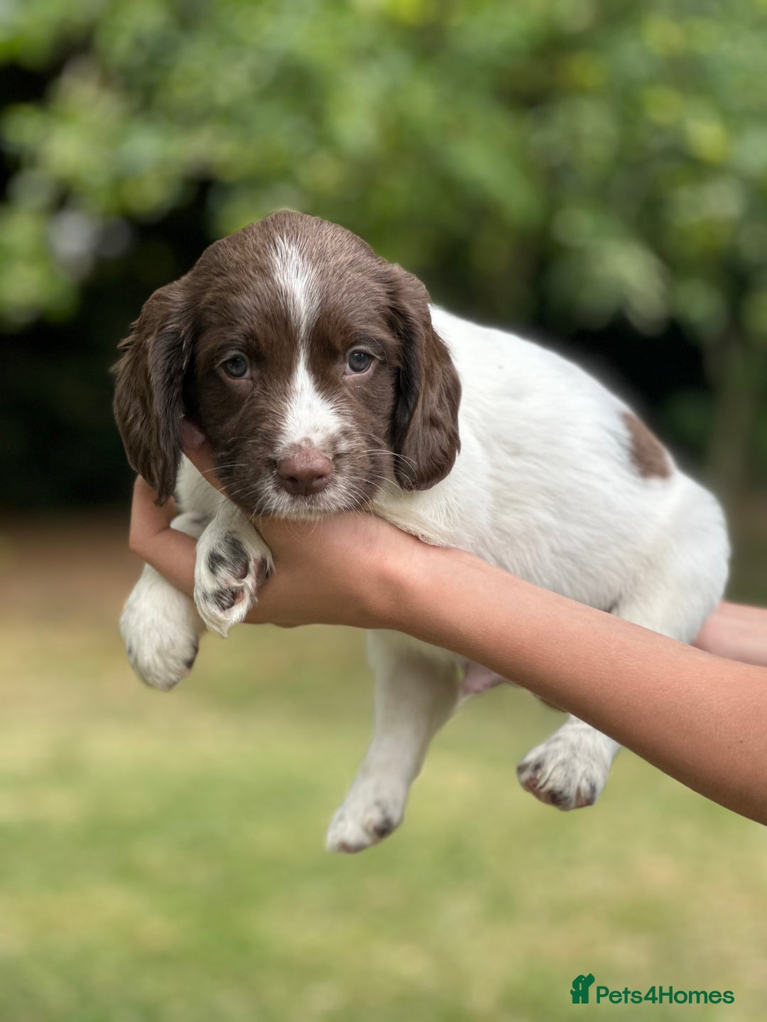 English Springer Spaniel dogs for sale: Springer spaniel puppies  - Image 18