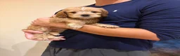 Cockapoo dogs for sale: ✨NOW READY 2 LEFT Golden Cockapoo Puppies✨ - Advert 14
