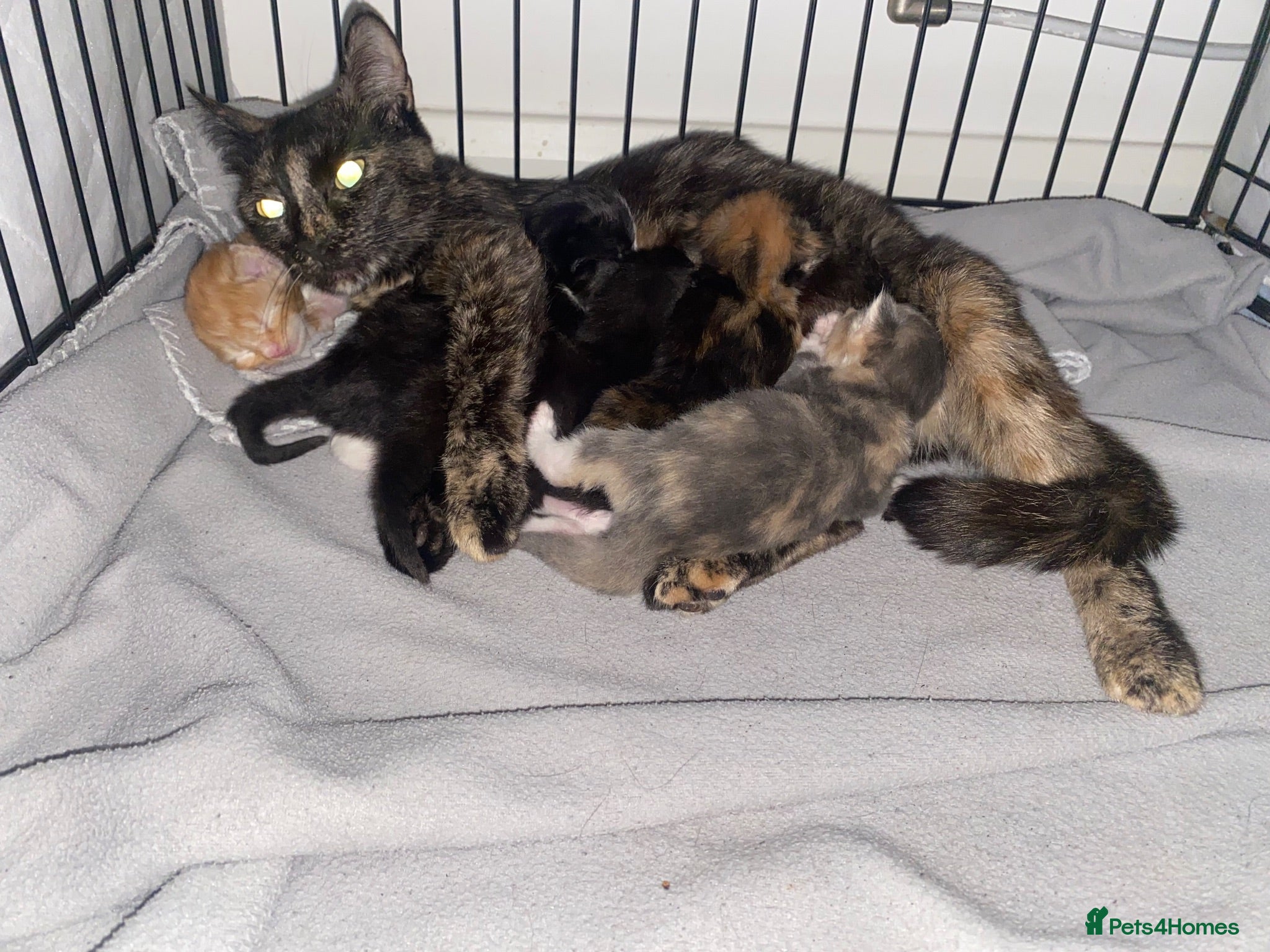 Mixed Breed cats Beautiful kittens  - Advert 1