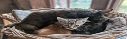Domestic Shorthair cats for sale: Gorgeous kittens - Advert 7