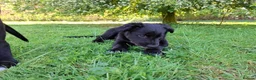 Lurcher dogs for sale: Greyhound x shepherd/collie  in Hungerford - Advert 19