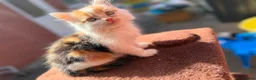 Mixed Breed cats for sale: Mixed Breed Kittens Looking For A Loving Home - Advert 5