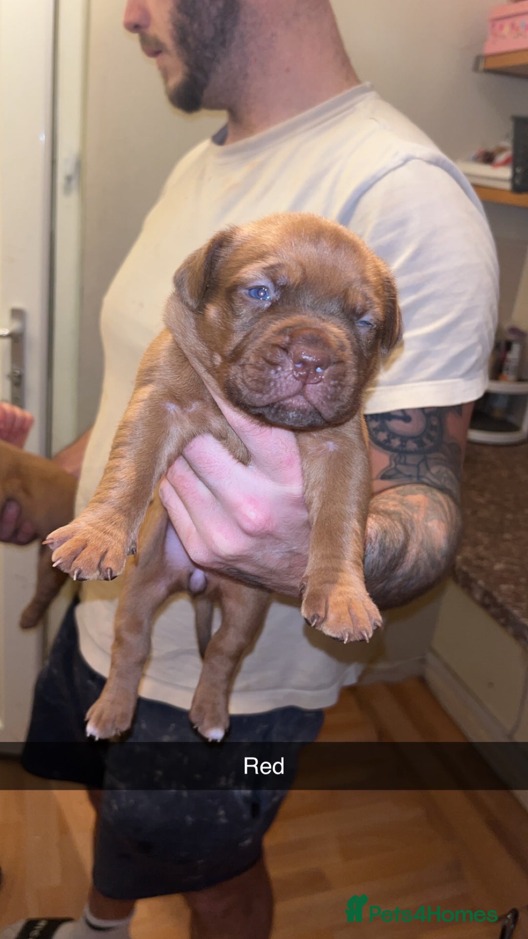 Dogue De Bordeaux dogs for sale: Dogue De Bordeaux Puppies For Sale - Advert 11
