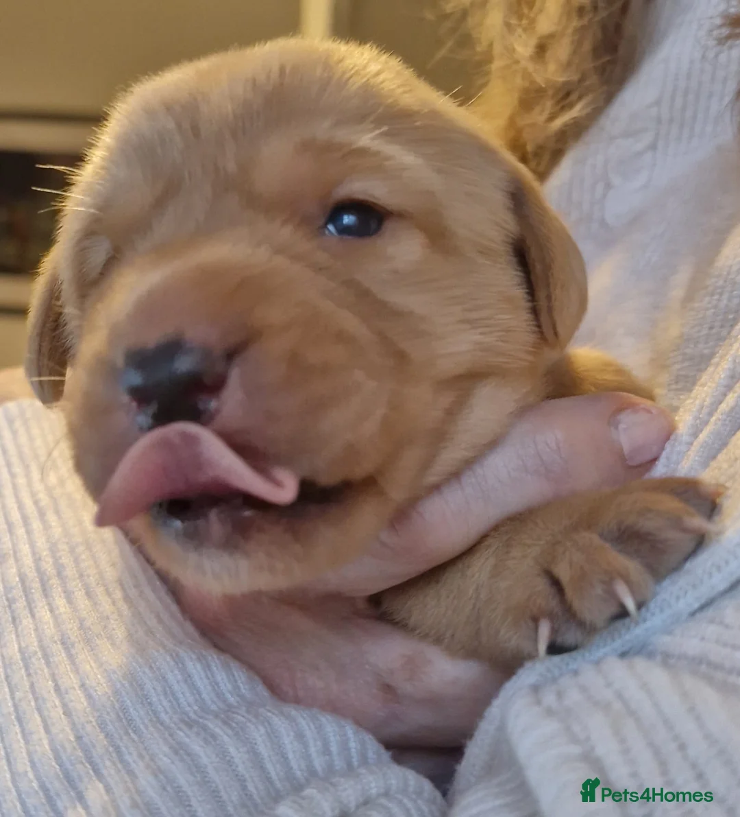 Labrador Retriever dogs for sale: Labrador puppies - Advert 5