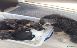 Miniature Schnauzer dogs for sale: Miniture shnauzer puppies - Image 2