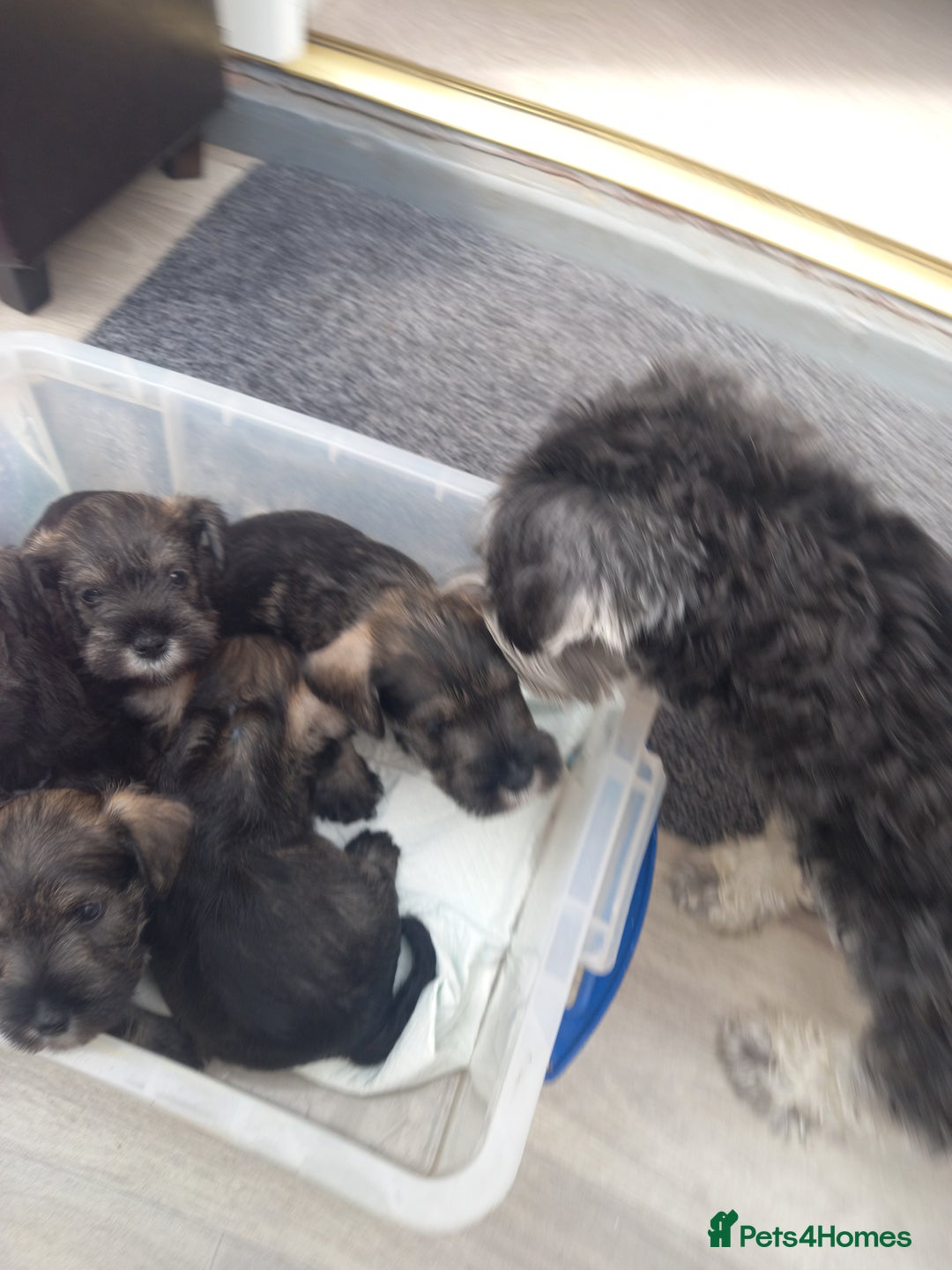 Miniature Schnauzer dogs for sale: Miniture shnauzer puppies - Image 2