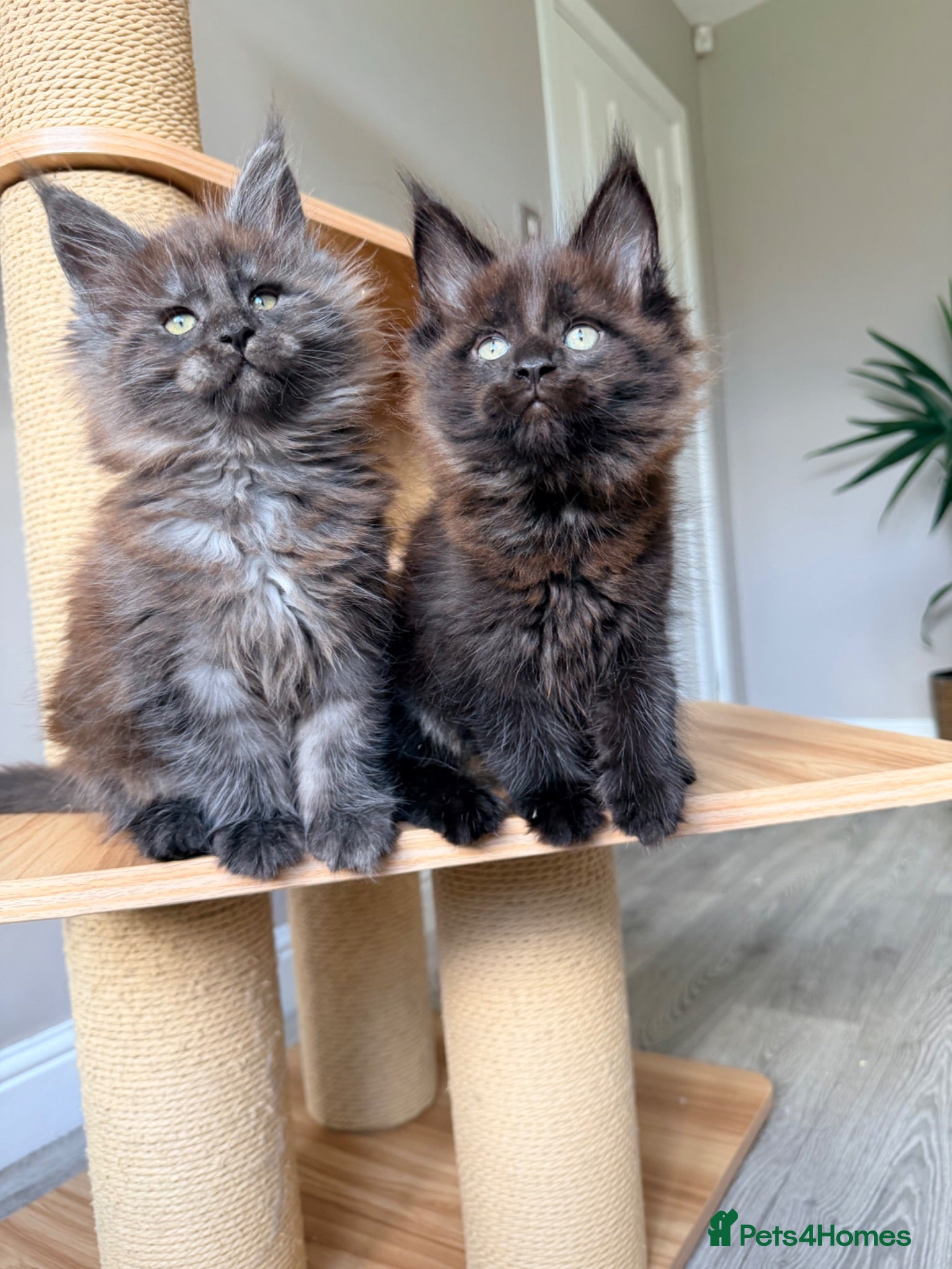 Maine Coon cats OUTSTANDING KITTENS! TICA Pedigree/Healthy/Vacc' - Advert 9
