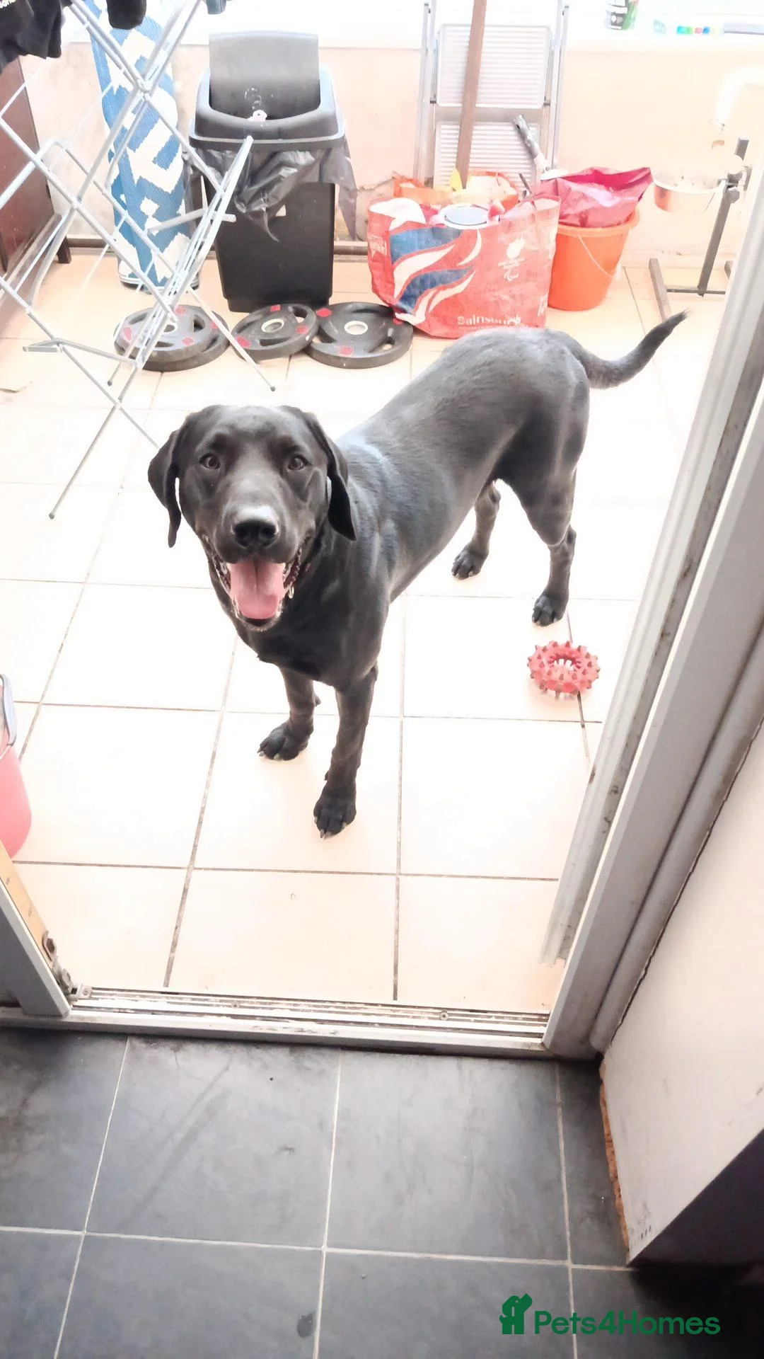 Labrador Retriever dogs for sale: Black lab for rehoming  - Advert 2