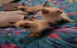 Ragdoll cats for sale: Pure ragdolls kittens  - Image 5