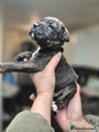 Cane Corso Puppy 2