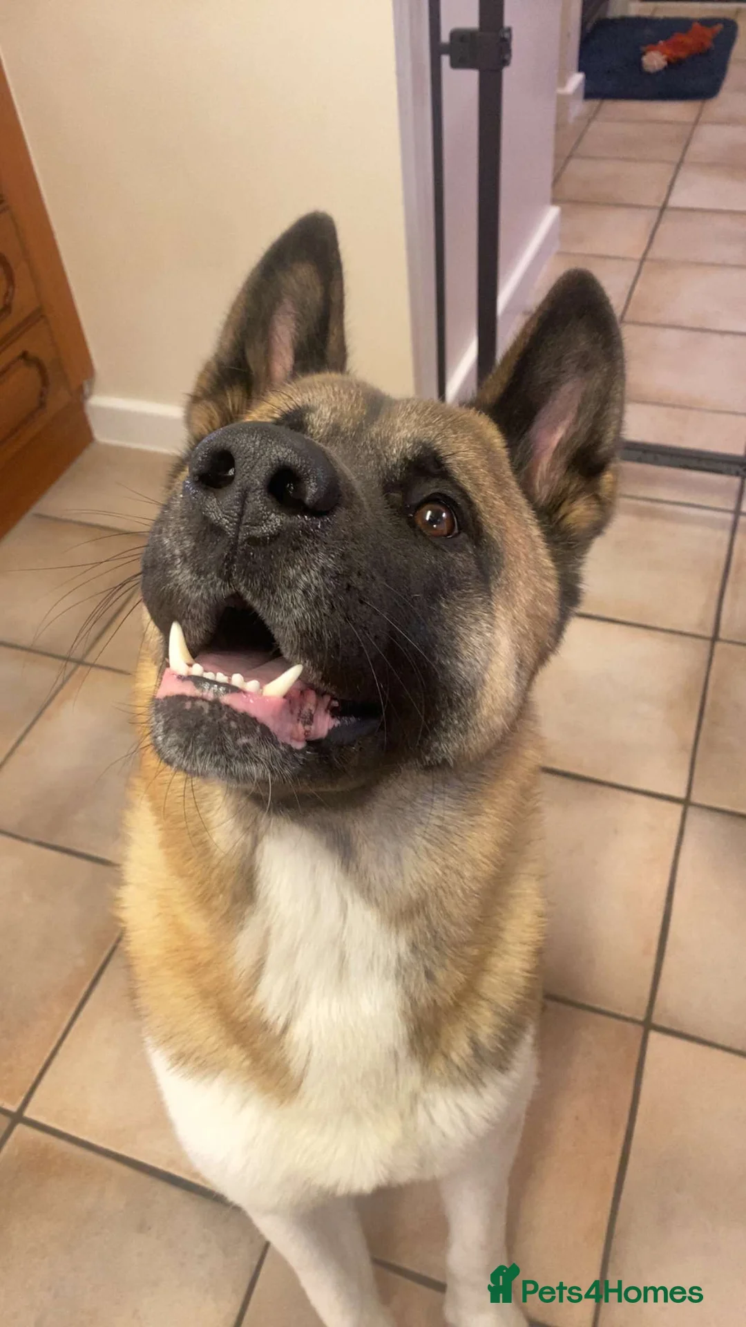 Akita dogs for sale: American Akita Judo - Advert 1