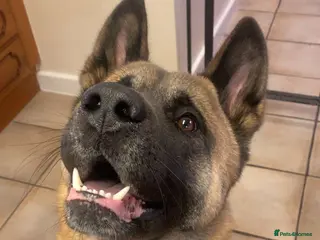 Akita dogs American Akita Judo - Advert 14