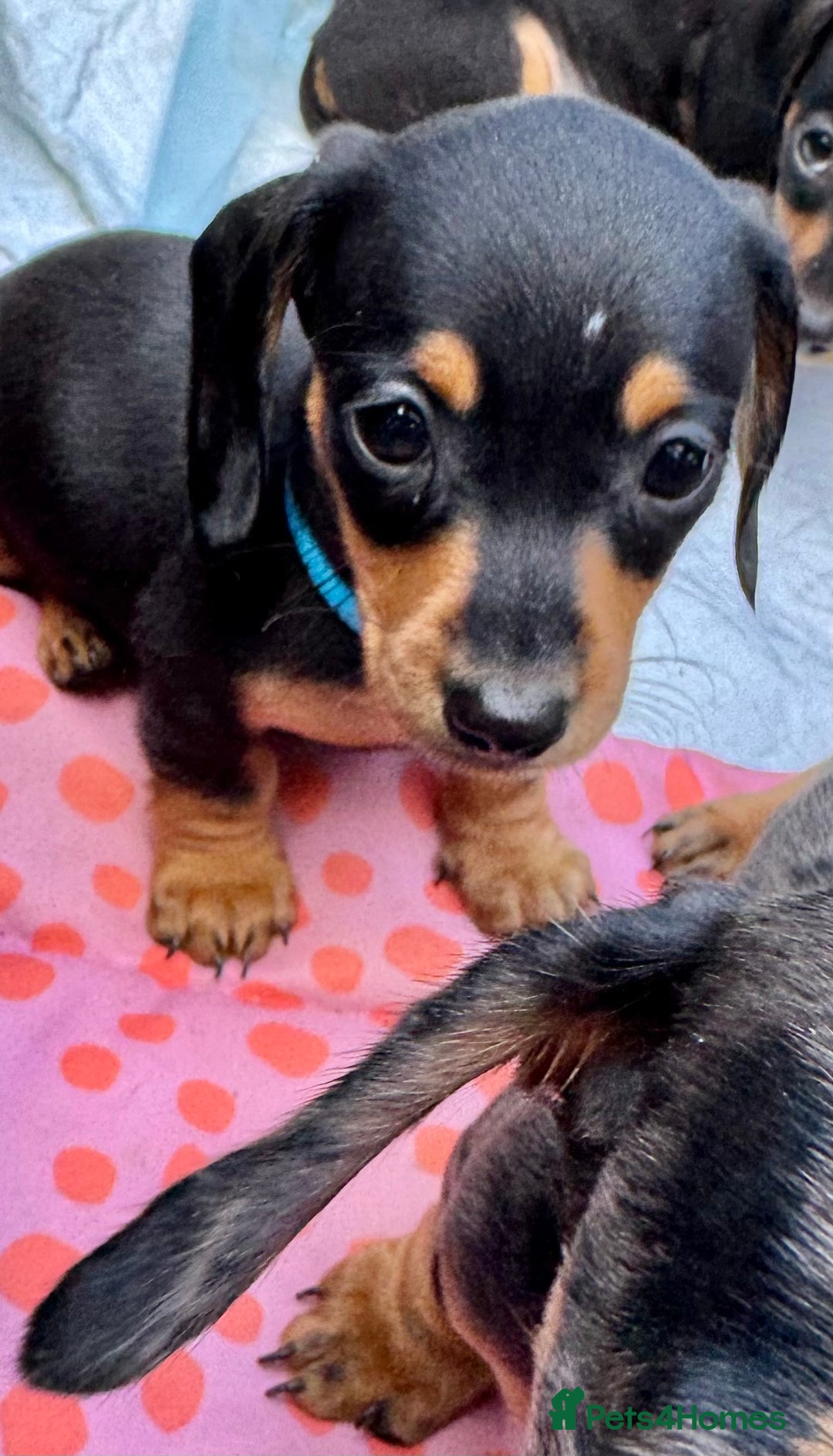 Miniature Dachshund dogs for sale: ✨ Adorabla Mini Kc PRA clear ready now  ✨✨ - Image 18