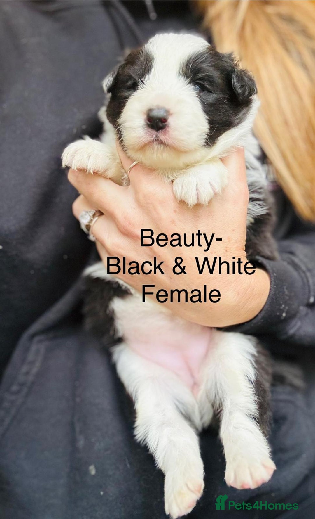 Border Collie dogs for sale: KC Reg (pending) Border Collie Puppies For Sale - Image 9
