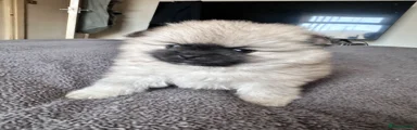 Pomeranian Puppy 3
