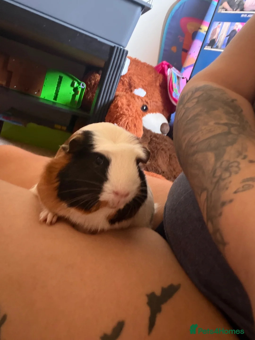 Guinea Pig rodents for sale: Two female Guinea pigs in London - Advert 4
