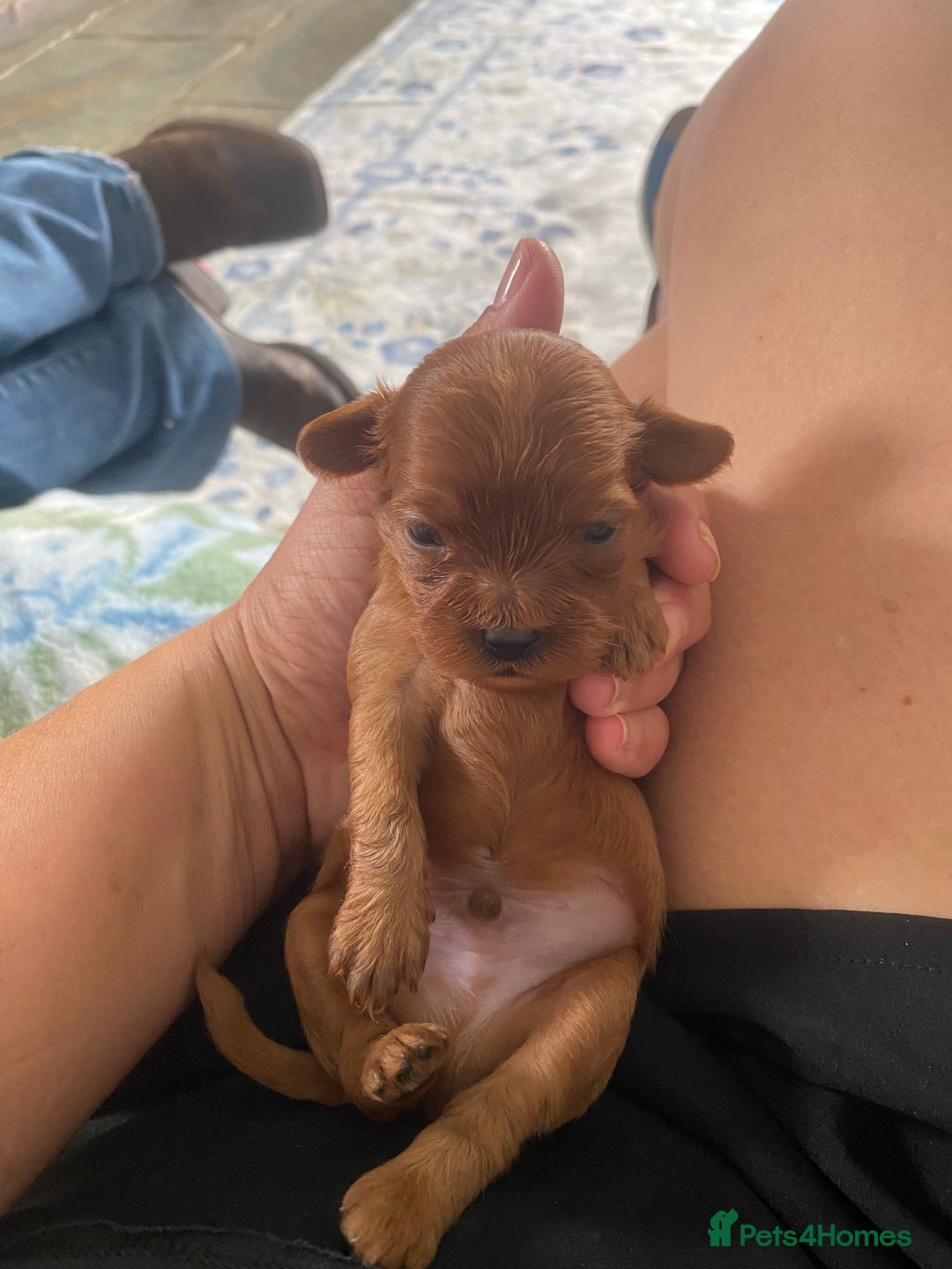 Cavapoo dogs for sale: Beautiful Tiny Cavapoos  - Image 18