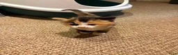 Mixed Breed cats for sale: For sale 4 beautiful Tabby x Kittens in Northampton - Advert 20