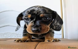 Miniature Dachshund dogs for sale: Miniature Dachshund Puppies  - Image 9