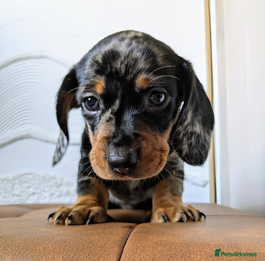 Miniature Dachshund dogs for sale: Miniature Dachshund Puppies  - Image 9