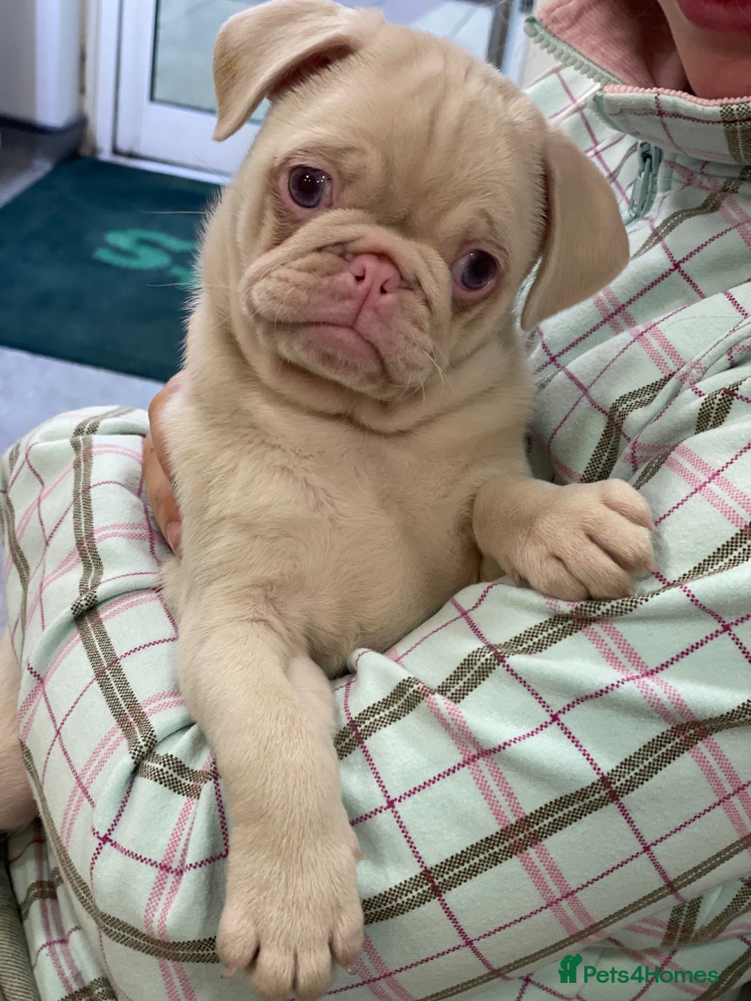 Pug dogs for sale: Pink champagne pug puppy - Advert 10